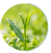 greentea Prosta Peak - الصورة 3