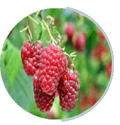 raspberry Prosta Peak - الصورة 5